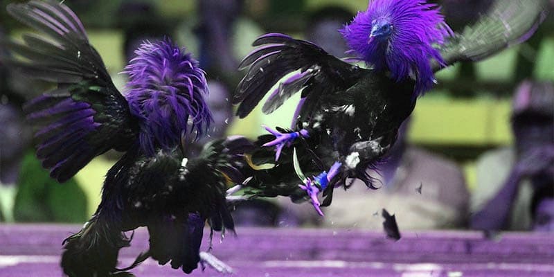 Đá Gà GA28 là gì? Trải nghiệm thú vị tại x5bet