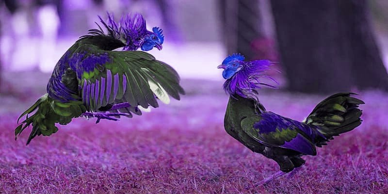 Giới thiệu về Đá Gà ISC tại x5bet