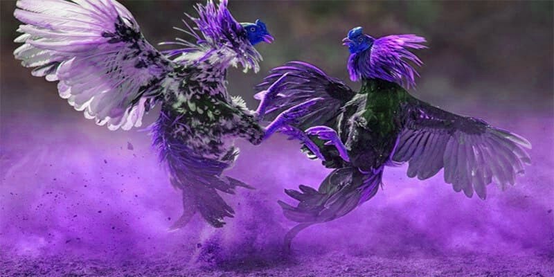 Các Loại Cược trong Đá Gà ISC tại x5bet